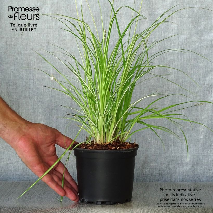 Exemplar von Anthericum saundersiae Starlight - Graslilie Topf mit 1,5L/2L wie im Sommer geliefert