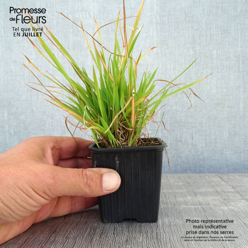 Exemplar von Anthoxanthum odoratum - Gewöhnliches Ruchgras Kleine Töpfe von 8/9 cm wie im Sommer geliefert