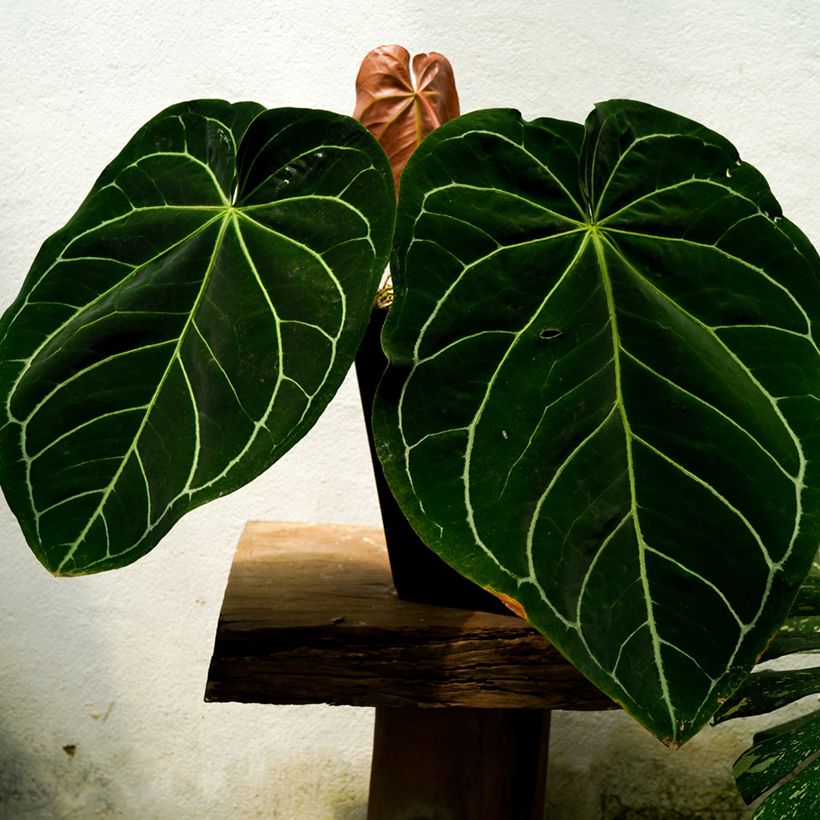 Flamingoblumen - Anthurium magnificum (Laub)