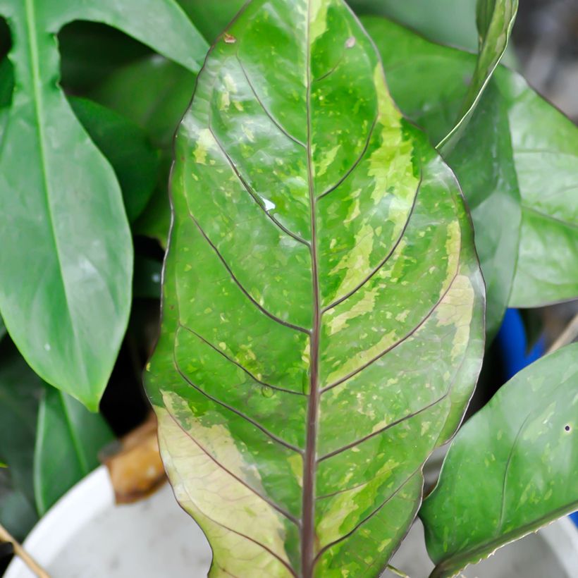 Flamingoblumen - Anthurium Renaissance Variegata (Laub)