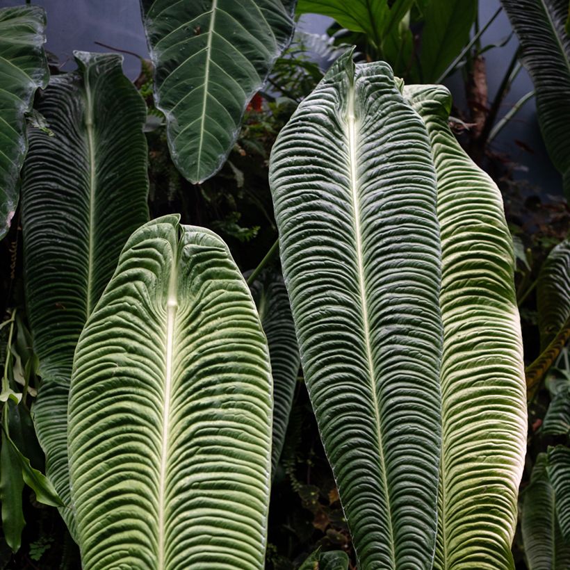 Flamingoblumen - Anthurium veitchii Narrow (Laub)