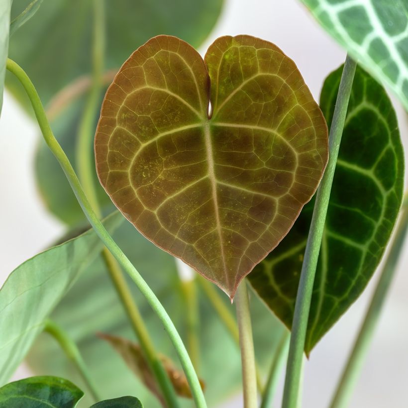 Anthurium clarinervium - Flamingoblumen (Laub)