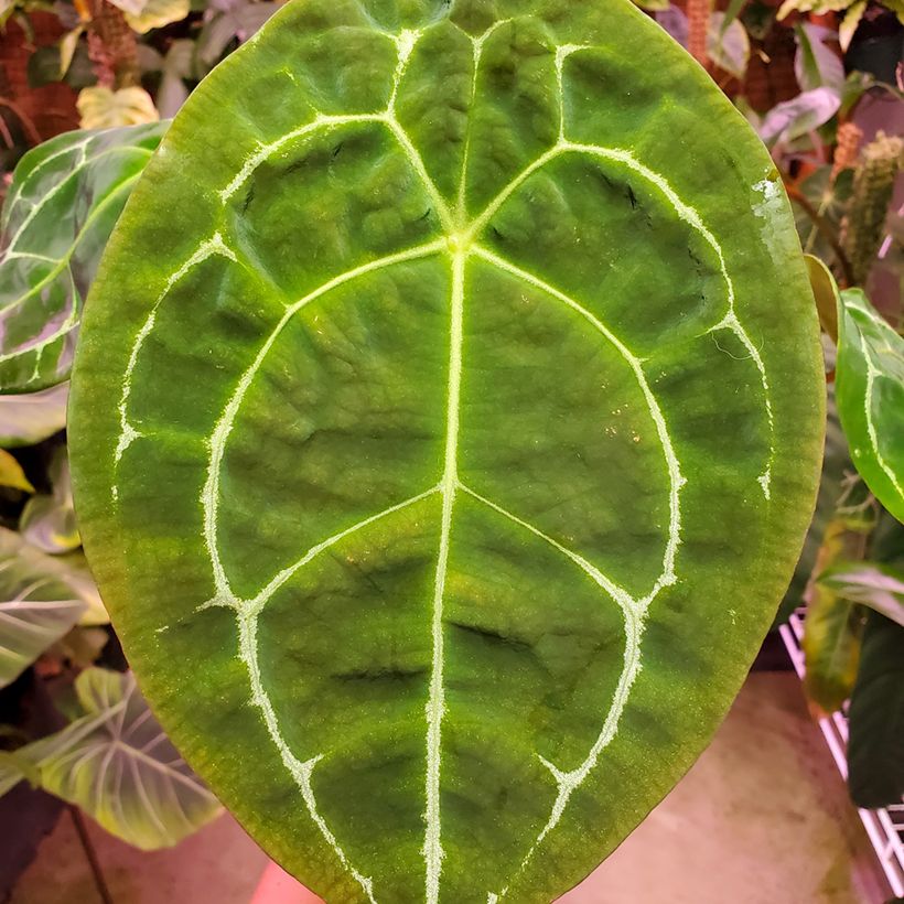 Flamingoblumen - Anthurium forgetii (Laub)