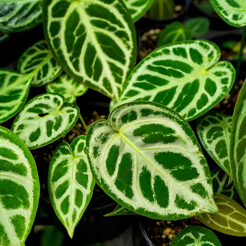 Flamingoblumen - Anthurium Crystal Hope (Laub)