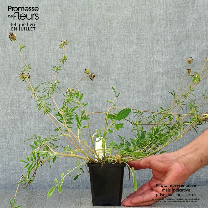 Exemplar von Anthyllis vulneraria - Gewöhnlicher Wundklee Kleine Töpfe von 8/9 cm wie im Sommer geliefert