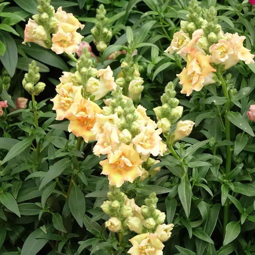 Löwenmäulchen Sweet Duet Citrus (Samen) - Antirrhinum (Blüte)