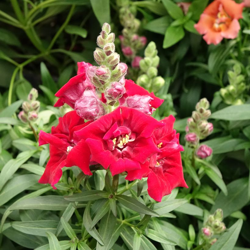 Löwenmäulchen Sweet Duet Deep Red (Samen) - Antirrhinum (Blüte)