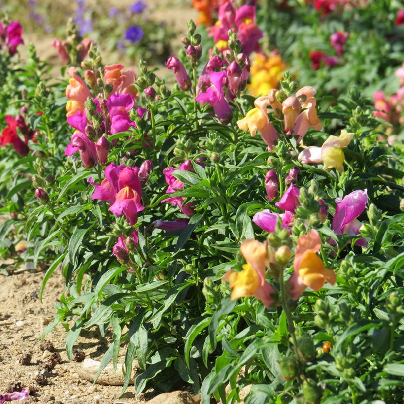 Löwenmäulchen Emerald Isles (Samen) - Antirrhinum (Hafen)