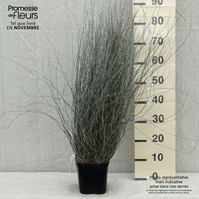Exemplar von Apodasmia similis Topf mit 2L/3L wie im Herbst geliefert