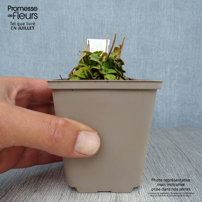 Exemplar von Arabis blepharophylla Frühlingzauber - Wimpernblättrige Gänsekresse Kleine Töpfe von 8/9 cm wie im Sommer geliefert