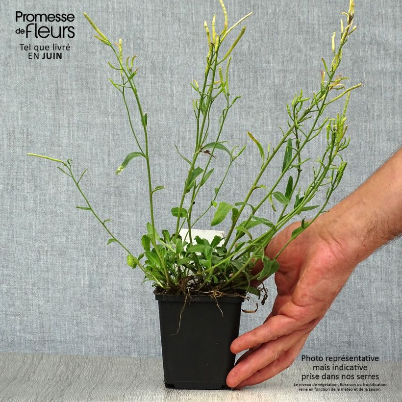 Exemplar von Arabis blepharophylla - Wimperblättrige Gartenkresse Kleine Töpfe von 8/9 cm wie im Sommer geliefert