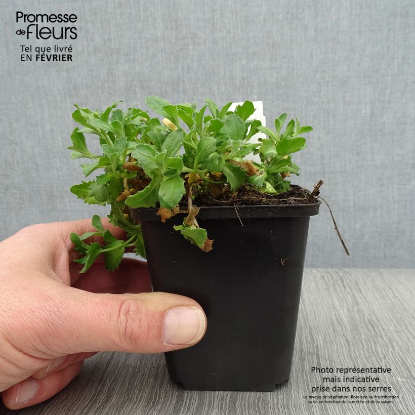 Exemplar von Arabis caucasica Hedi - Kaukasische Gänsekresse Kleine Töpfe von 8/9 cm wie im Winter geliefert