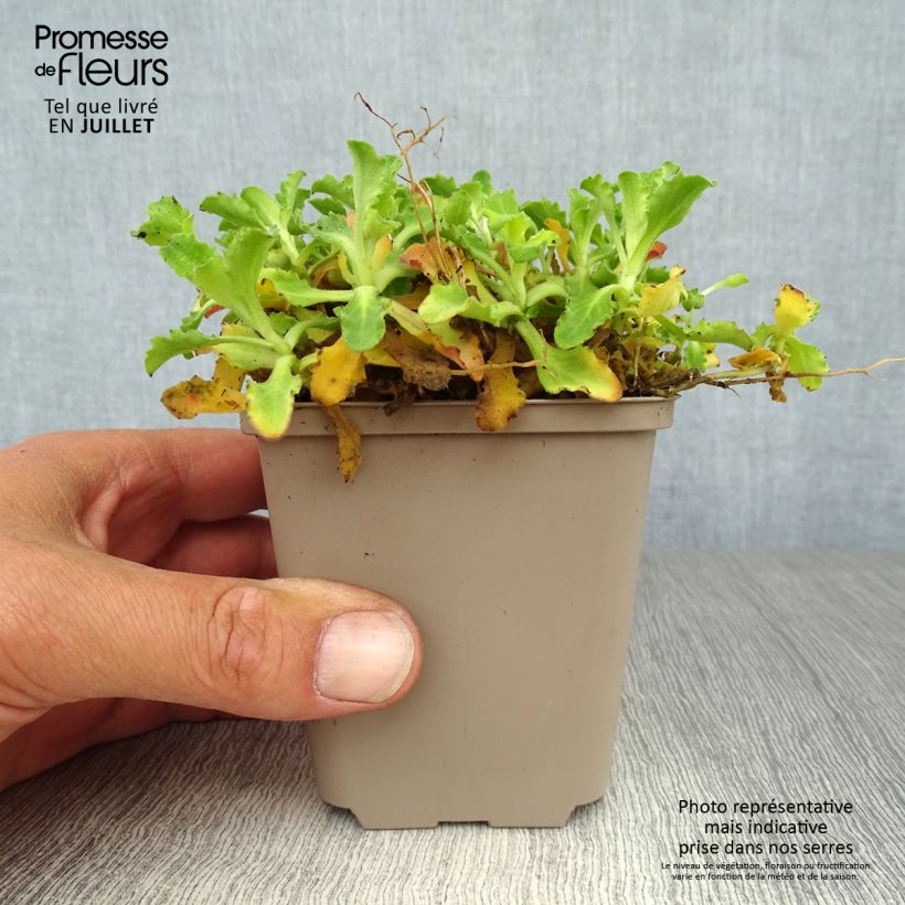 Exemplar von Arabis caucasica Pinkie - Kaukasische Gänsekresse Kleine Töpfe von 8/9 cm wie im Sommer geliefert