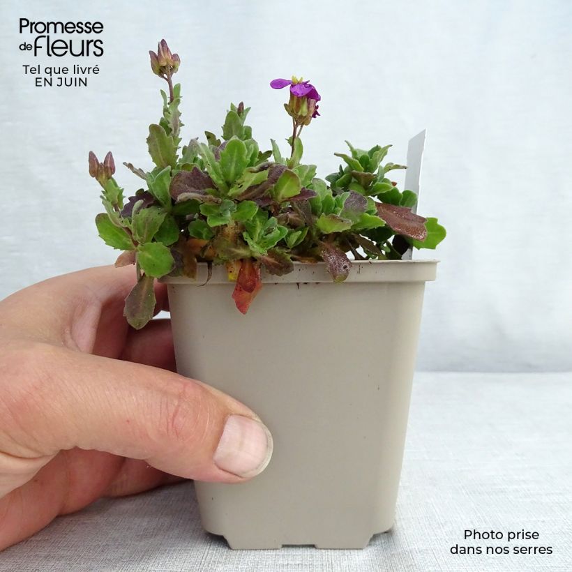 Exemplar von Arabis caucasica Rosea - Kaukasische Gänsekresse Kleine Töpfe von 8/9 cm wie im Sommer geliefert