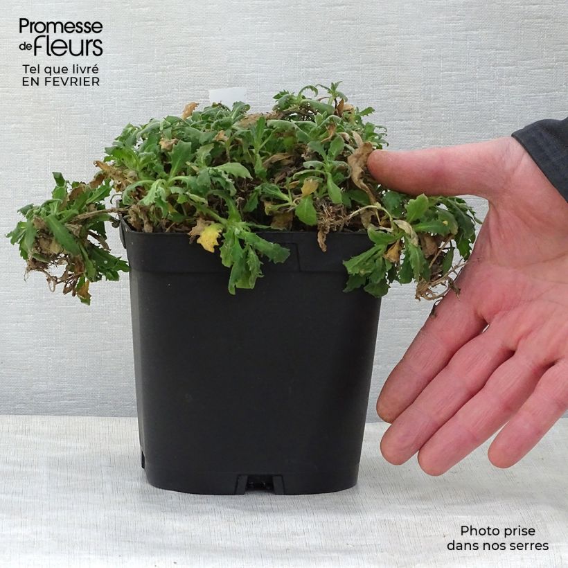 Exemplar von Arabis caucasica Plena - Kaukasische Gänsekresse Topf mit 2L/3L wie im Winter geliefert