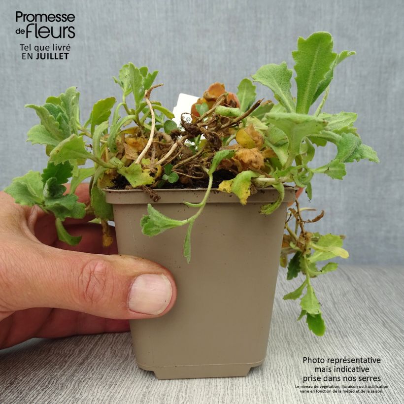 Exemplar von Arabis caucasica Plena - Kaukasische Gänsekresse Kleine Töpfe von 7/8 cm wie im Sommer geliefert