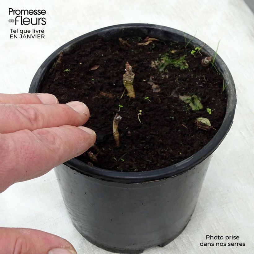Exemplar von Aralia nudicaulis Topf mit 2L/3L wie im Winter geliefert