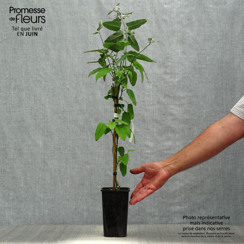 Exemplar von Araujia sericifera Rosea - Araujie Topf mit 1,5L/2L wie im Sommer geliefert