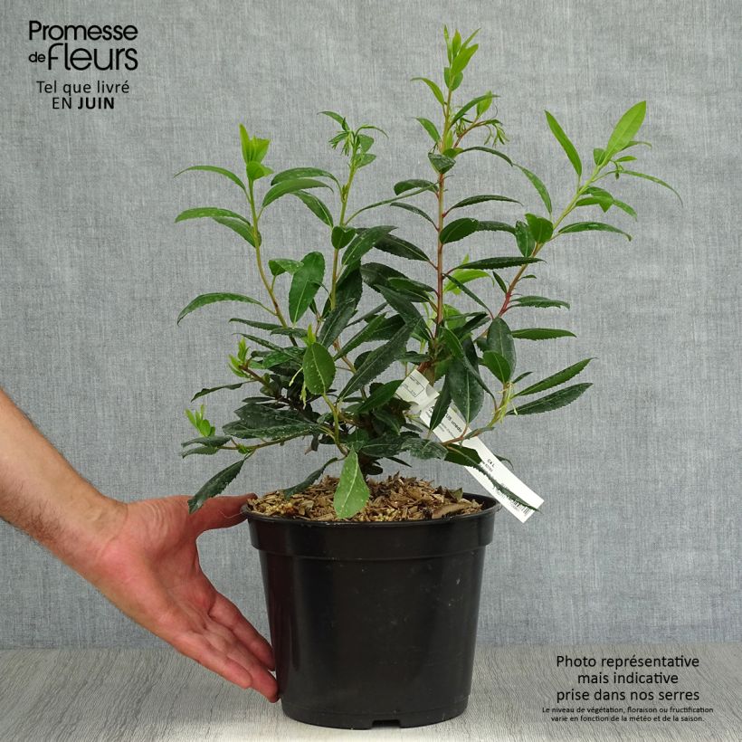 Exemplar von Westlicher Erdbeerbaum Atlantic - Arbutus unedo Topf mit 4L/5L, Strauch wie im Sommer geliefert
