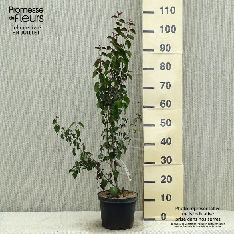 Exemplar von Japanischer Kuchenbaum Rotfuchs - Cercidiphyllum japonicum Topf mit 4L/5L wie im Sommer geliefert
