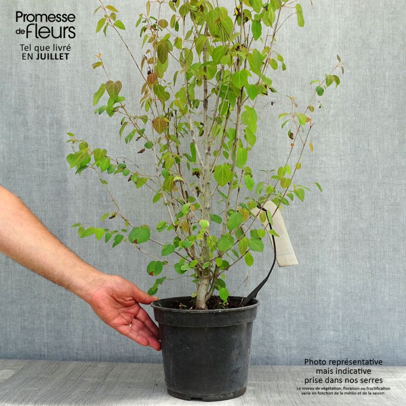 Exemplar von Japanischer Kuchenbaum - Cercidiphyllum japonicum Topf mit 3L/4L wie im Sommer geliefert