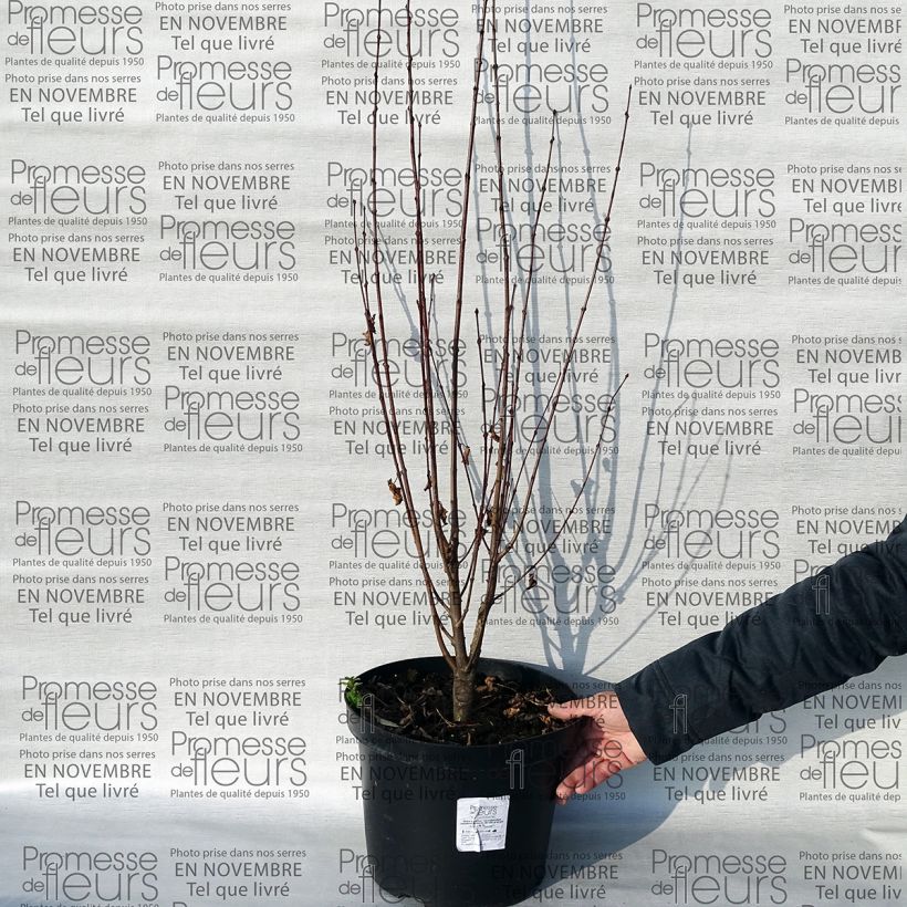 Beispiel eines Exemplars von Japanischer Kuchenbaum Rotfuchs - Cercidiphyllum japonicum Topf mit 12L/15L wie geliefert