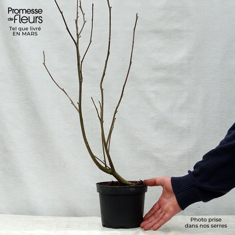 Exemplar von Davidia involucrata var. vilmoriniana - Taschentuchbaum Topf mit 3L/4LGelieferte Höhe ca. 30/40cm wie im Frühjahr geliefert