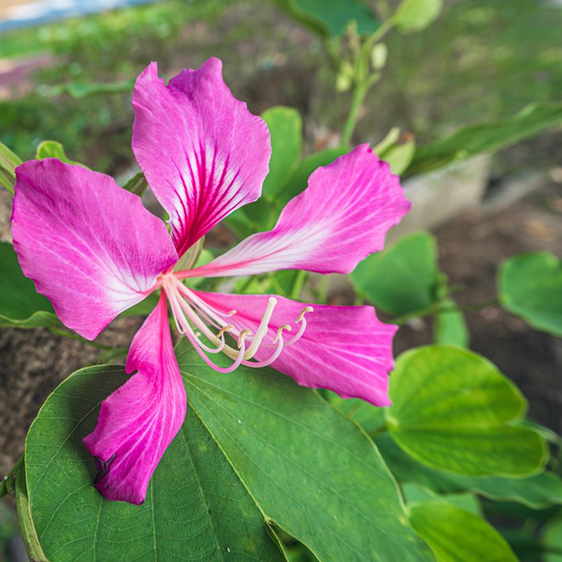 Bauhinia purpurea - Orchideenbaum (Blüte)