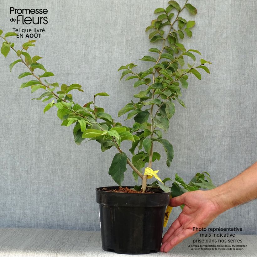 Exemplar von Eisenbaum - Parrotia persica Topf mit 3L/4L wie im Sommer geliefert