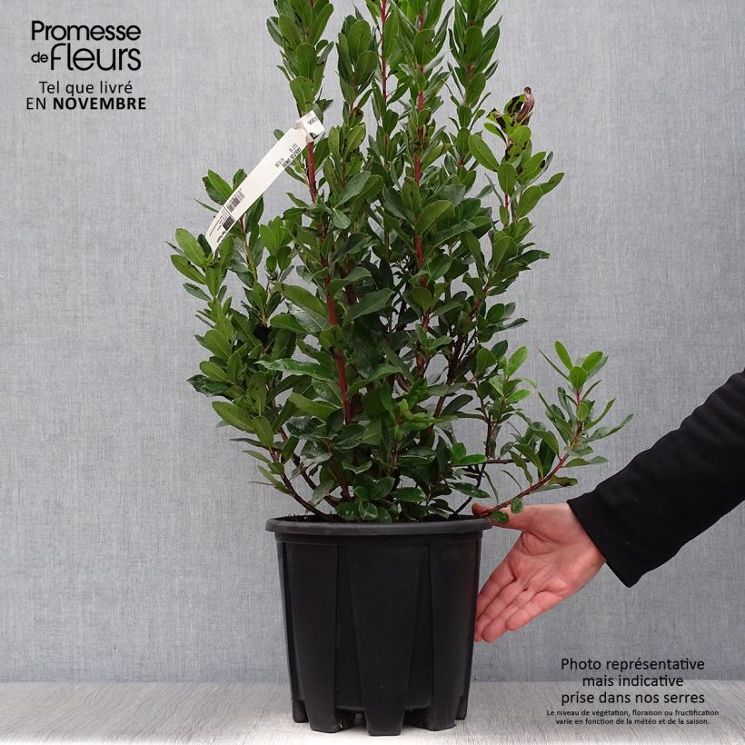 Exemplar von Westlicher Erdbeerbaum - Arbutus unedo Topf mit 6L/7L wie im Herbst geliefert
