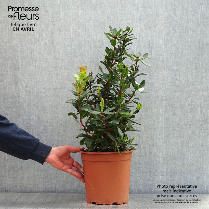 Exemplar von Westlicher Erdbeerbaum - Arbutus unedo Topf mit 6L/7L wie im Frühjahr geliefert