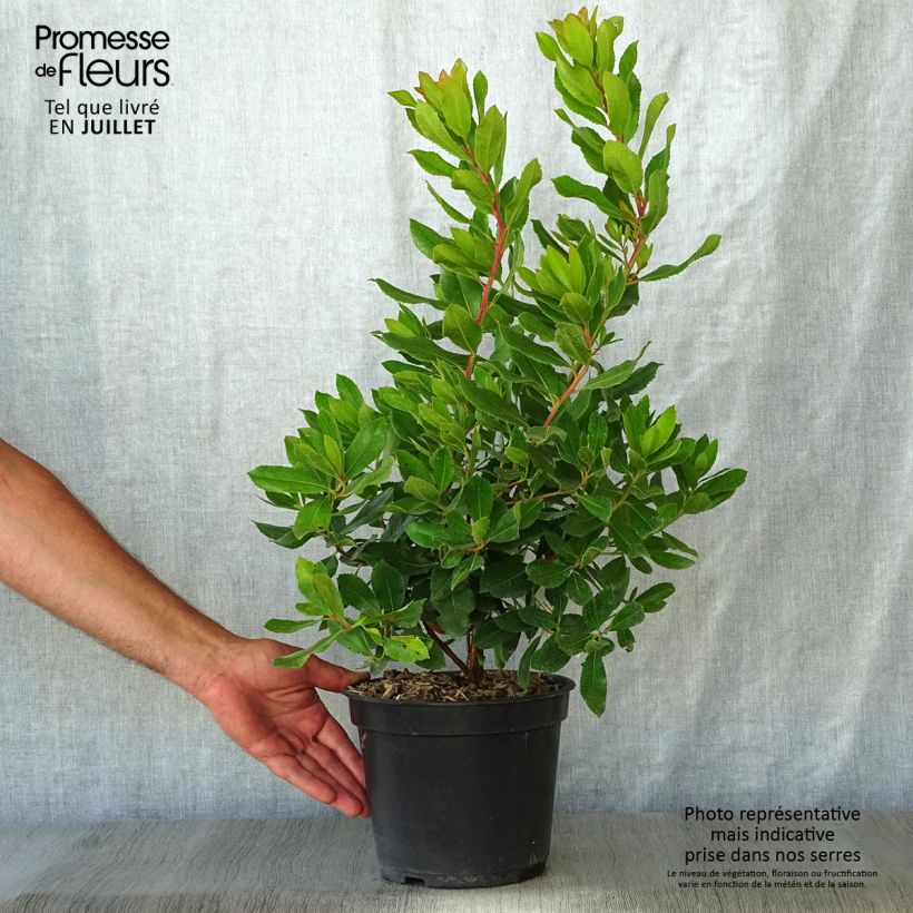Exemplar von Arbutus unedo Roselily Minlily - Westlicher Erdbeerbaum Topf mit 3L/4L wie im Sommer geliefert