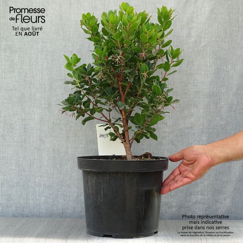 Exemplar von Arbutus unedo Rubra - Westlicher Erdbeerbaum Topf mit 7,5L/10L wie im Sommer geliefert