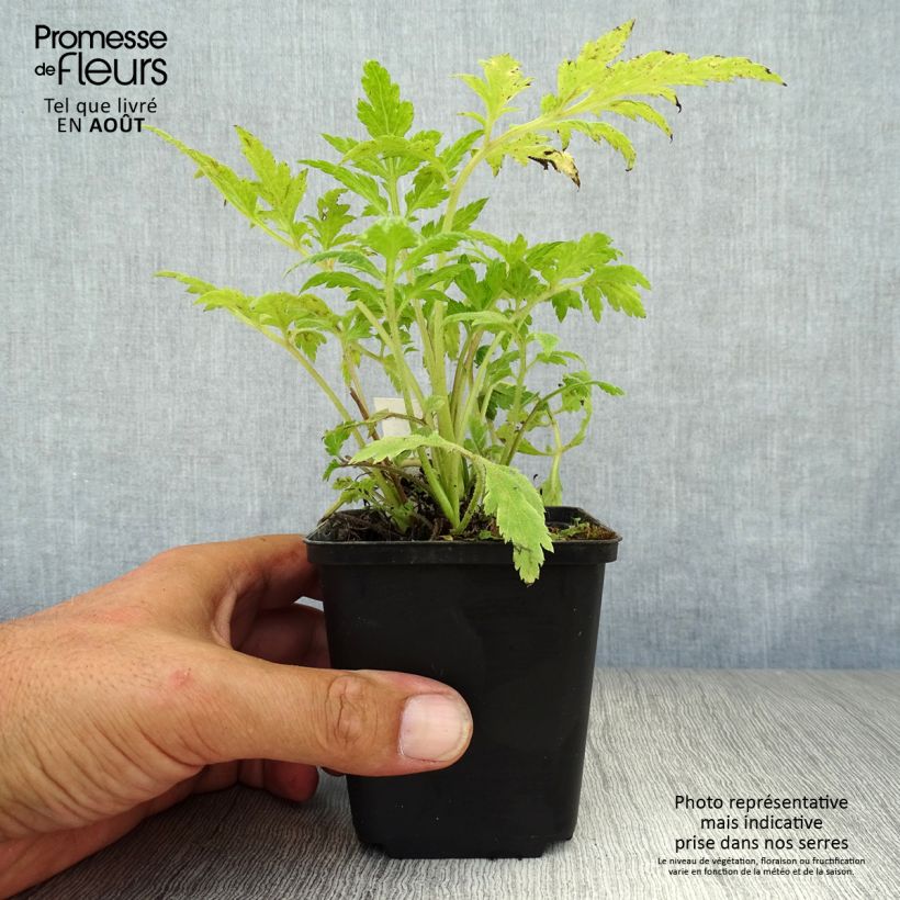Exemplar von Weißblühender Beifuß - Artemisia lactiflora Kleine Töpfe von 8/9 cm wie im Sommer geliefert