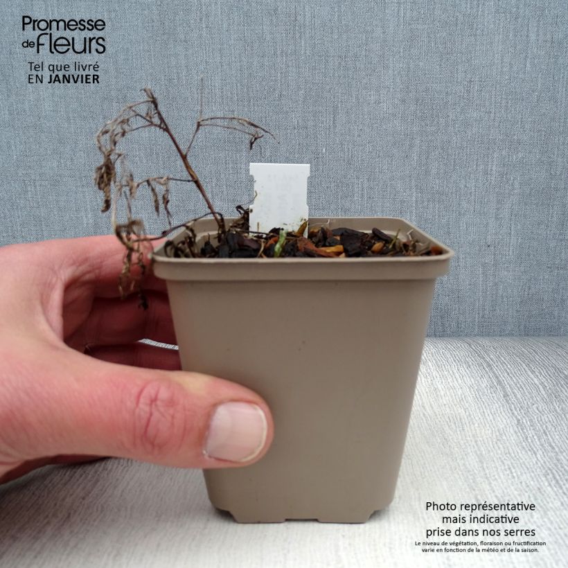 Exemplar von Römischer Wermut - Artemisia pontica Kleine Töpfe von 8/9 cm wie im Winter geliefert