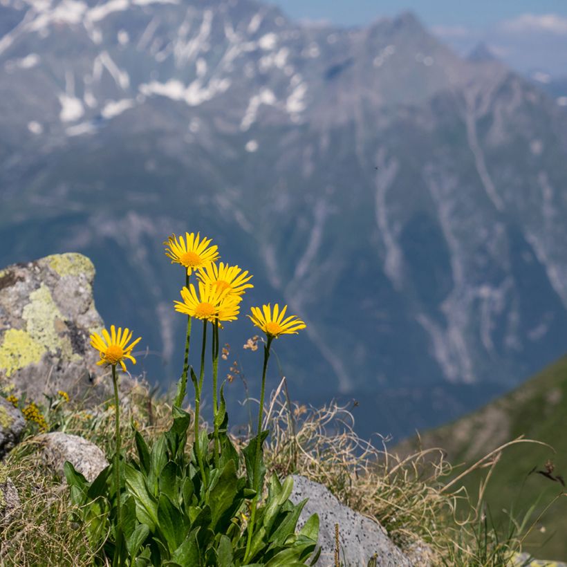 Arnika (Samen) - Arnica montana (Hafen)