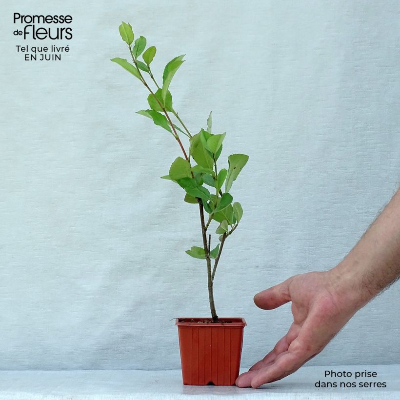 Exemplar von Filzige Apfelbeere Brilliant - Aronia arbutifolia Kleine Töpfe von 8/9 cm wie im Sommer geliefert