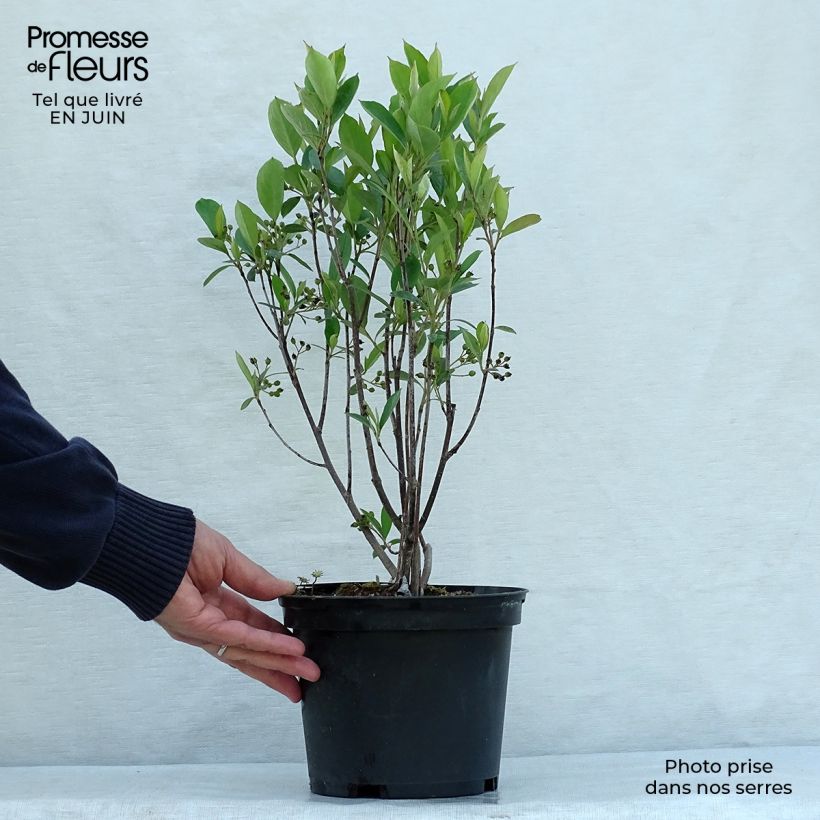 Exemplar von Filzige Apfelbeere Brilliant - Aronia arbutifolia Topf mit 2L/3L wie im Sommer geliefert