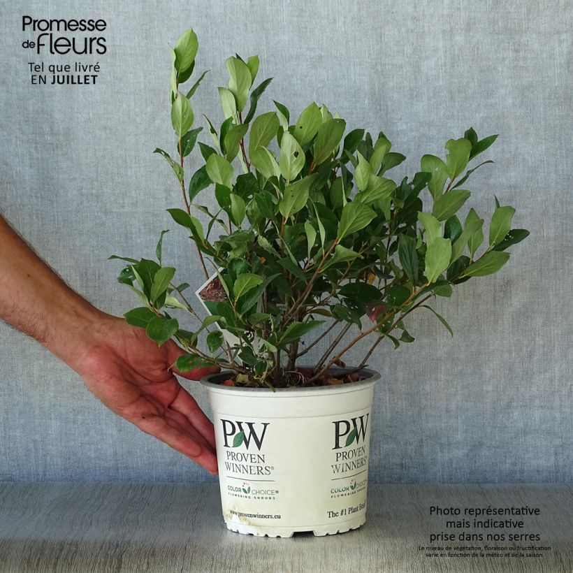 Exemplar von Apfelbeere Revontuli Mound - Aronia melanocarpa Topf mit 3L/4L wie im Sommer geliefert