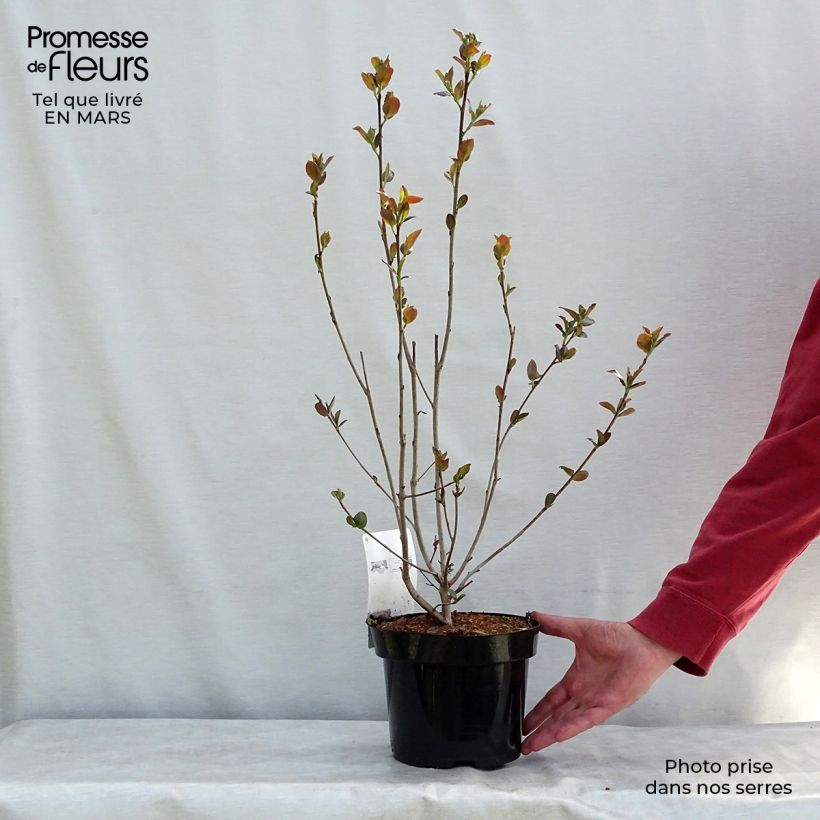 Exemplar von Aronia prunifolia Aron - Apfelbeere Topf mit 2L/3L wie im Frühjahr geliefert