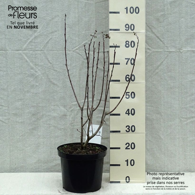 Exemplar von Aronia prunifolia Aron - Apfelbeere Topf mit 7,5L/10L wie im Herbst geliefert