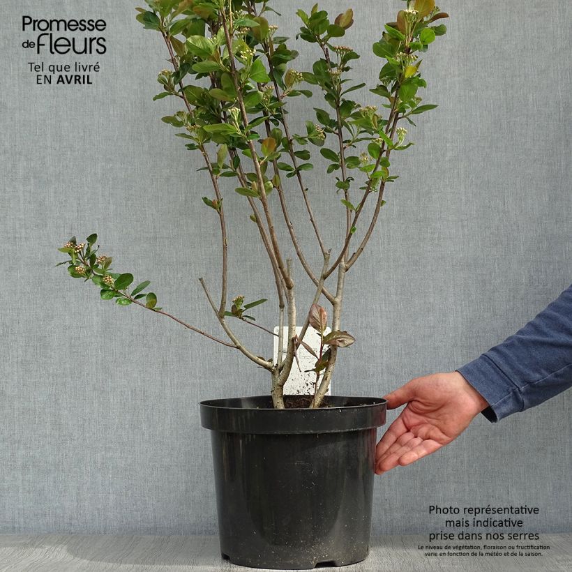 Exemplar von Aronia prunifolia Aron - Apfelbeere Topf mit 7,5L/10L wie im Frühjahr geliefert