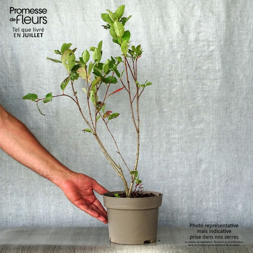 Exemplar von Pflaumenblättrige Apfelbeere Nero - Aronia Topf mit 1,5L/2L wie im Sommer geliefert