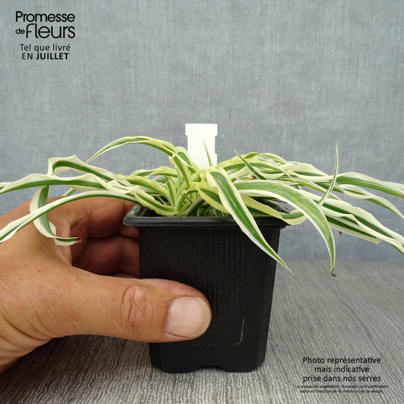 Exemplar von Arthropodium candidum Little Lilia - Felsenlilie Kleine Töpfe von 8/9 cm wie im Sommer geliefert
