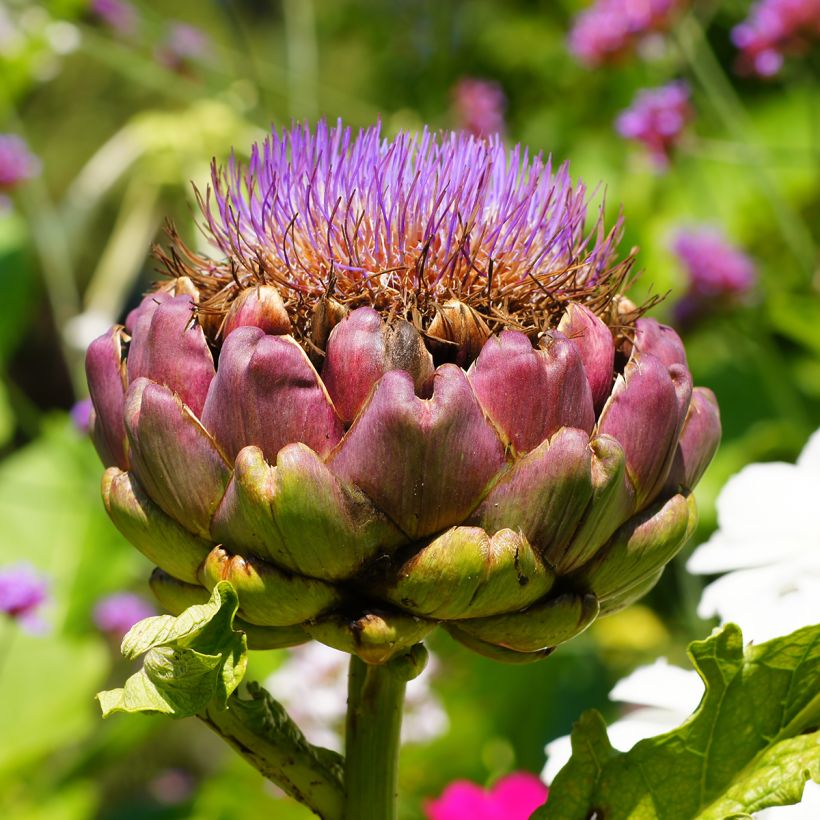 Artischocke Green Globe (Blüte)