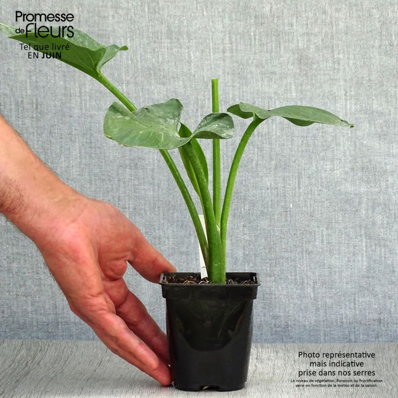 Exemplar von Zantedeschia aethiopica - Zimmercalla Kleine Töpfe von 8/9 cm wie im Sommer geliefert