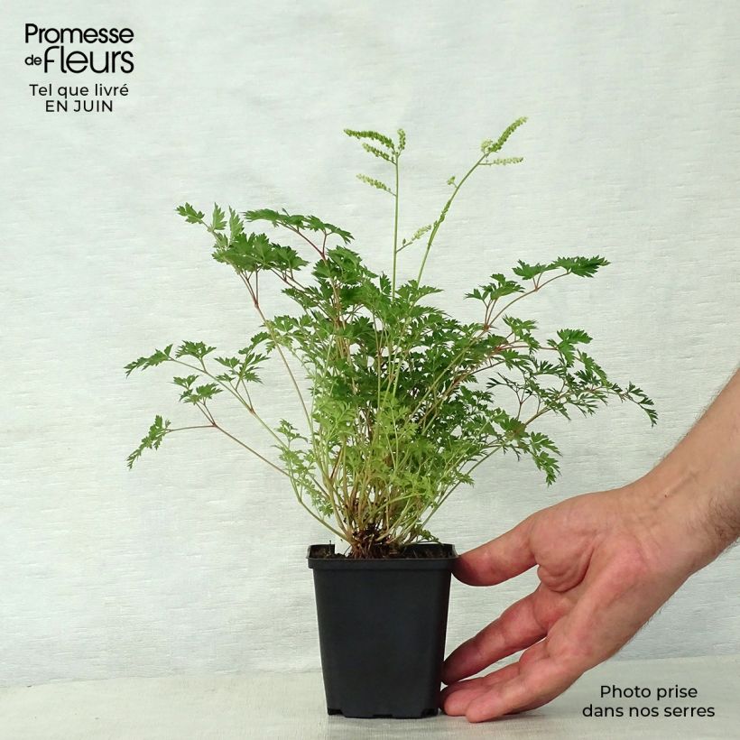 Exemplar von Aruncus aethusifolius - Zwerg-Geißbart Kleine Töpfe von 8/9 cm wie im Sommer geliefert