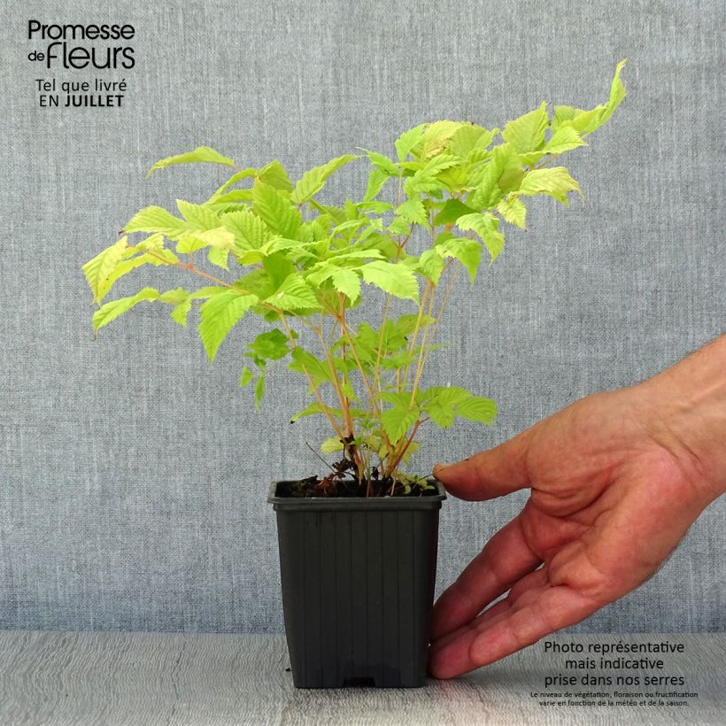 Exemplar von Aruncus dioïcus sylvestris - Wald-Geissbart Kleine Töpfe von 7/8 cm wie im Sommer geliefert