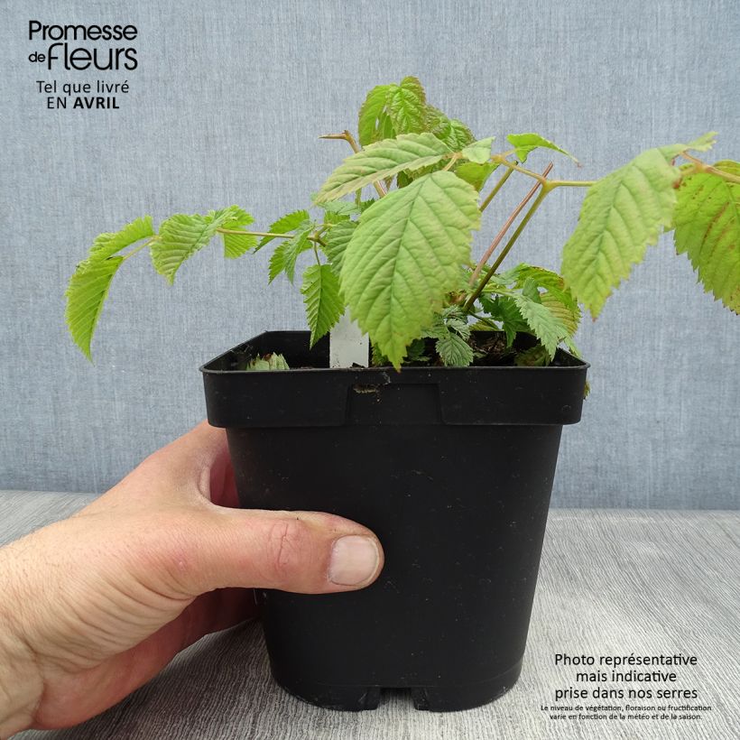 Exemplar von Aruncus dioïcus sylvestris - Wald-Geissbart Topf mit 2L/3L wie im Frühjahr geliefert