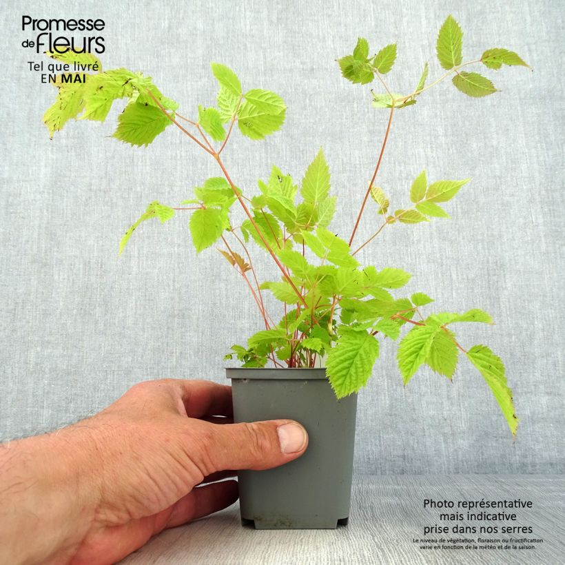 Exemplar von Aruncus sinensis Zweiweltenkind - Wald-Geissbart Kleine Töpfe von 8/9 cm wie im Frühjahr geliefert